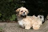 LHASSA APSO 128